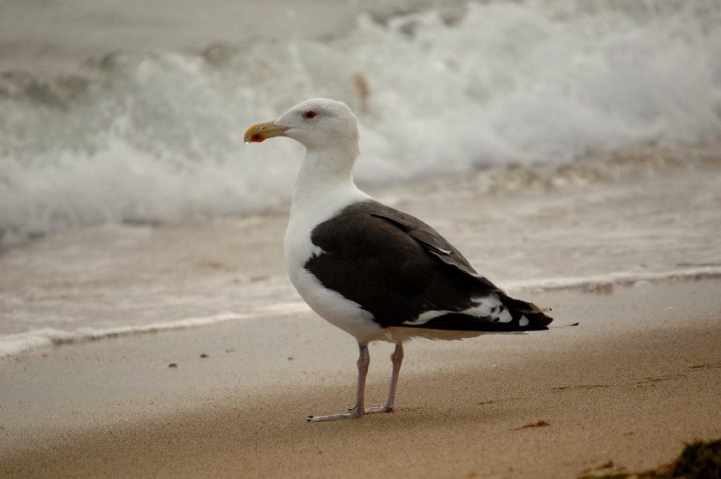 Gull, Great Black-Backed, 2007-09226825 Ashumet Holly Wildlife Sanctuary, MA.JPG - Great Black-backed Gull. South Cape Beach State Park, MA, 9-22-2007